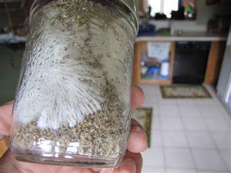 How To Tell When Mycelium Is Fully Colonized. . How to tell when mycelium is fully colonized